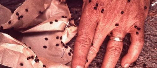 Veneno nas suas frutas e am&ecirc;ndoas podem te matar