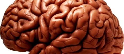 Cerebros can&iacute;bales provocados por la fata de sue&ntilde;o