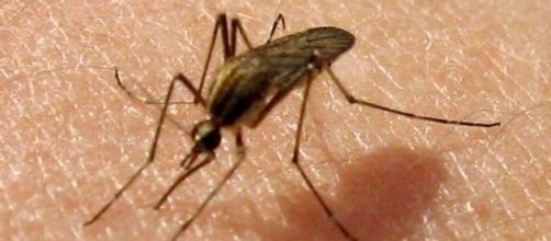 Los mosquitos vuelven en la temporada de calor
