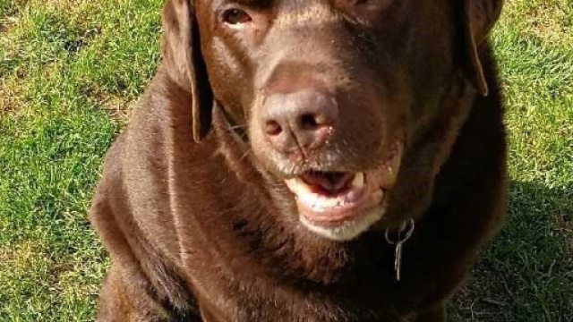 Cane mangia spiedino di metallo, voracit&agrave; poteva costargli cara