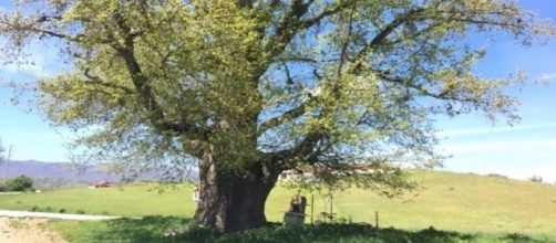 Carvalho da cidade grega de Deskati tem 1.300 anos