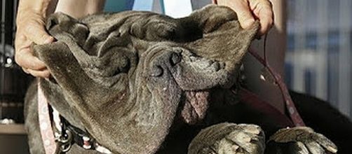 Martha, the World's Ugliest Dog [image: The Telegraph/YouTube screenshot]