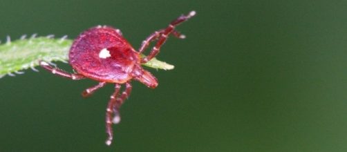 Photo Lone Star tick via Flickr by Anthony Zukoff / CC BY-SA 2.0