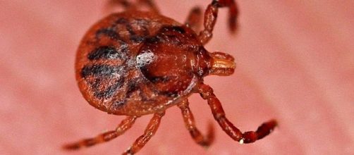 Lone Star Tick Bite causing meat allergies / Photo via John Flannery, Flickr