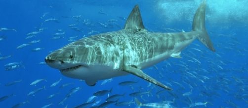 White shark.jpg | Wikimedia Commons - wikimedia.org