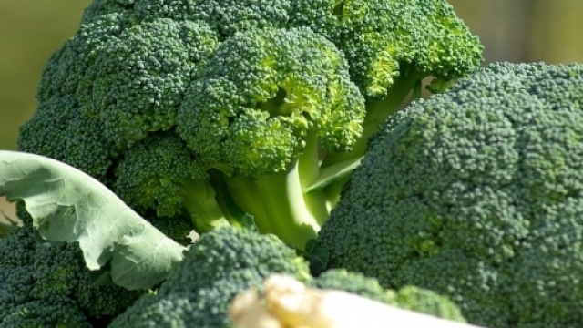 I broccoli possono aiutare a tenere sotto controllo il diabete