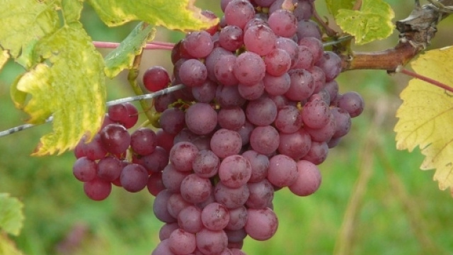 Uva, efficace per combattere il cancro al colon