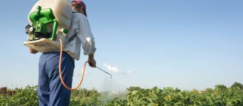 Biofertilizantes elaborados con bacterias, hongos o cianobacterias mejoran cultivos.
