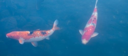Invasive carp found in Lake Michigan/Photo via alq666, Flickr