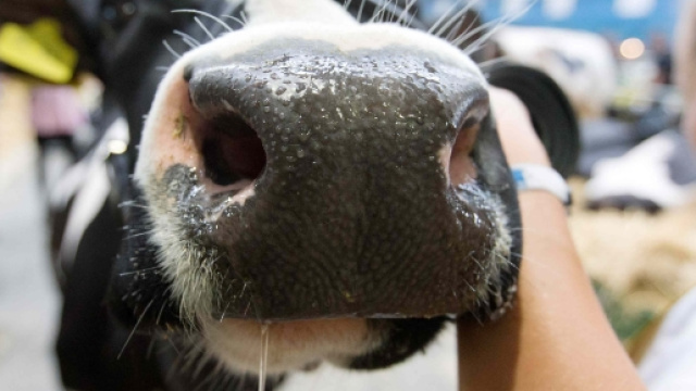 Padova, torna l'incubo della Mucca Pazza