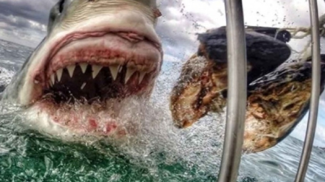 Regno unito, squalo bianco minaccia coste: immagine di repertorio