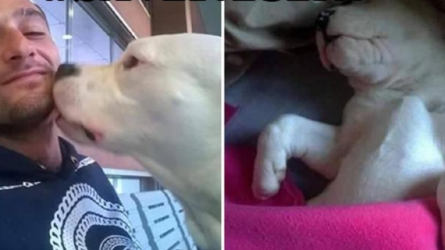 Giuseppe Perna e il suo cane Iceberg