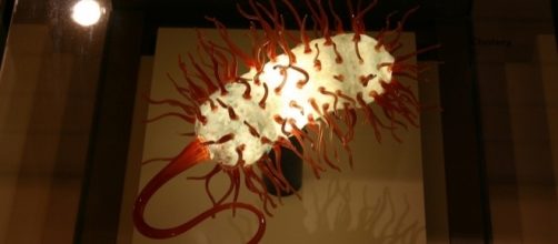 Cholera model at Koch hall of human origins [Image by Ryan Somma via Flickr / CC BY-SA 2.0]