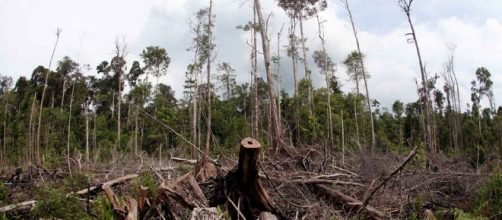 Say No To Palm Oil | What's The Issue - saynotopalmoil.com