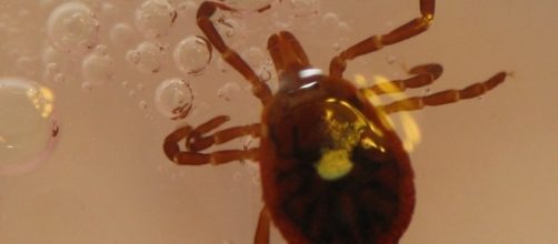 Tick that has the potential to spread Lyme disease. / [Image by Frankieleon via Flickr, CC BY 2.0]]