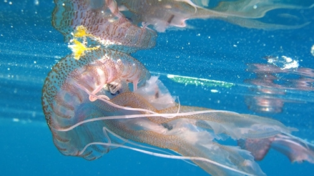 Belle e pericolose, come possiamo difenderci dal morso delle meduse? Cloruro di alluminio e non solo - foto: skift.com