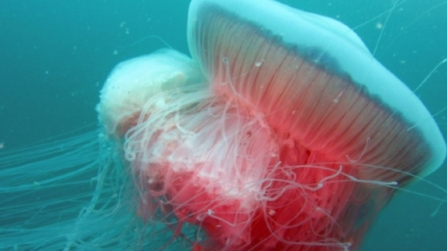 La foto di una medusa negli abissi del mare