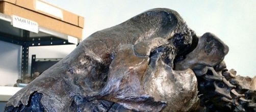 Fossils of an extinct ground sloth found in Los Angeles [Image: Wikimedia]