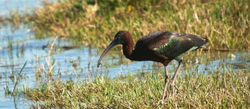 El ibis com&uacute;n o morito, ave africana cada vez m&aacute;s frecuente en Espa&ntilde;a