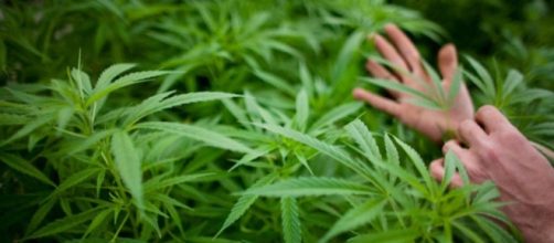 Marijuana legalization means but tax revenues in Colorado - (BN Library)