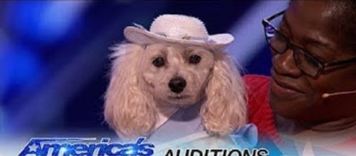 Mia the counting Cockapoo and her human mom, Edna, gave an amazing math lesson in their "America's Got Talent" audition.--personal screenshot