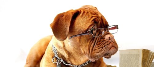 Take Your Dog To Work Day is June 23, 2017 Credit: Pixabay