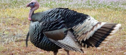 Turkey hugs are the real deal (Pixabay)