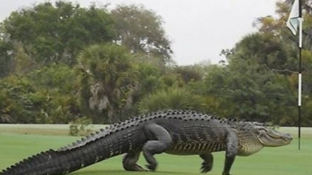 Gigantesco alligatore sul campo da golf americano