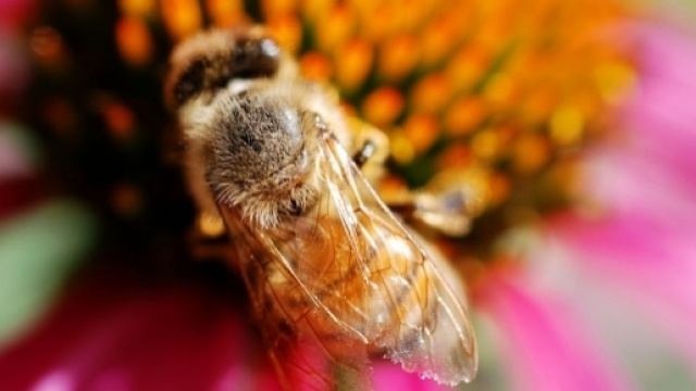 Il mondo in un giardino: Allarme api!!! - blogspot.com