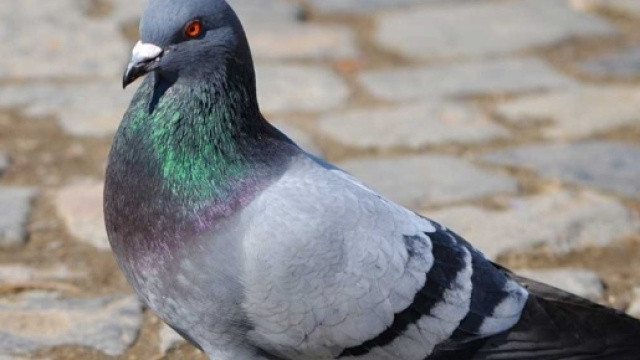 Piccione Selvatico nella realt&agrave;