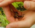 Researchers are now turning live dragonflies into cyborg drones