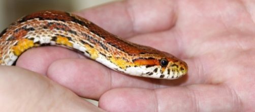 Florida let snake bite baby to teach her a lesson - Photo: Blasting News Library - aol.com