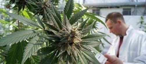 United States Government Declares Marijuana Kills Cancer Cells ... - tribunist.com