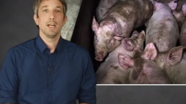 Faits divers | Attaqu&eacute;e par l'abattoir d'Houdan, L214 diffuse une ... - lejsl.com