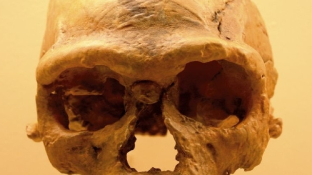 Uno dei crani ritrovati a Jebel Irhoud. (Photo Ryan Somma.)