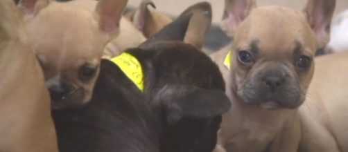 68 Dogs Saved from Indiana Puppy Mill - people.com