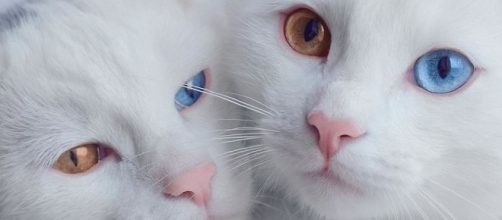 A heterocromia est&aacute; associada a gatos de pelo branco e gatos de tr&ecirc;s cores