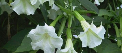 SI quieres volar el floripondio debes encontrar