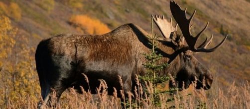 A bull moose in Alaska (wikimediacommons)