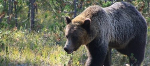 Bear attacks teenage/Photo via Brad, Flickr