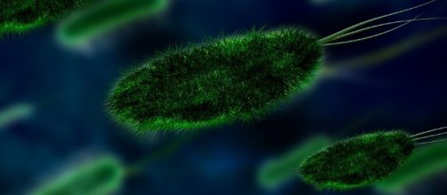 Bacterial infection that causes death has been identified [Image credit CCO Public Domain Pixabay]