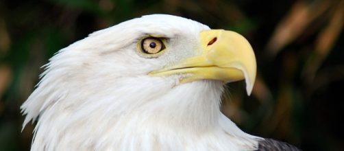 Bald Eagle | One of two captive Bald Eagles at the Salato Wi&hellip; | Flickr - flickr.com