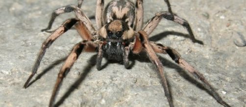 Lycosa Aragogi was discovered in Kerman Province, southeast of Iran. Photograph courtesy of: Zootaxa