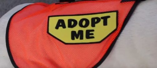 Hi Tor Animal Care partnered with Rockland Boulders (Image creditHi Tor Animal Care Center Shelter | YouTube)