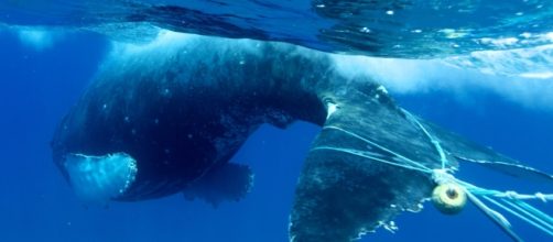 Photo: E. Lyman/ HWS and NOAA (MMHSRP permit # 932-1905)