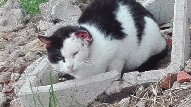 Infermiera licenziata per avere soccorso un gatto.