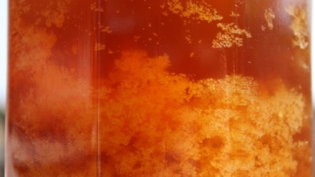 Misteri: la mellificazione umana tra leggenda e realt&agrave;