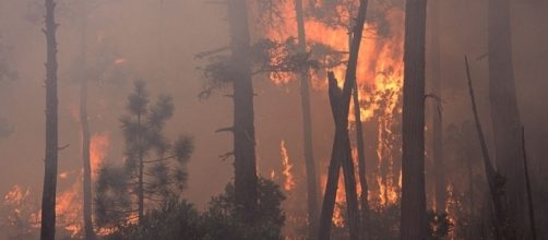 Historical wildfire in the Pacific Northwest (wikimedia.org)