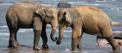 Photo Sri Lanka elephants via Pixabay by TiBine/CC0