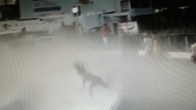 Il momento in cui cade e batte fortemente la testa sul cordolo di cemento.